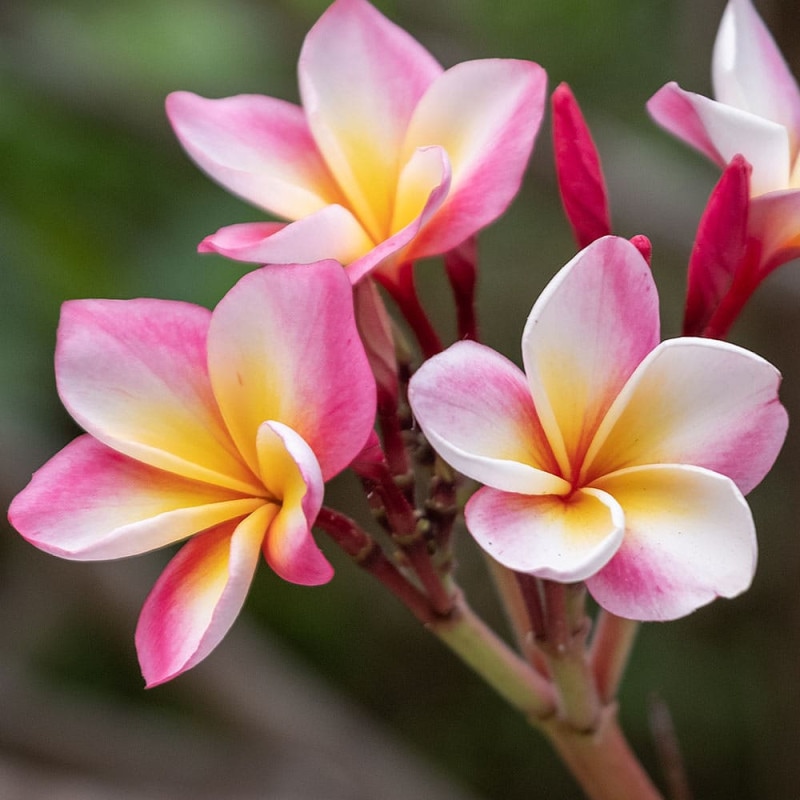 プルメリア｜【植物のITANSE】全品送料無料・即出荷!