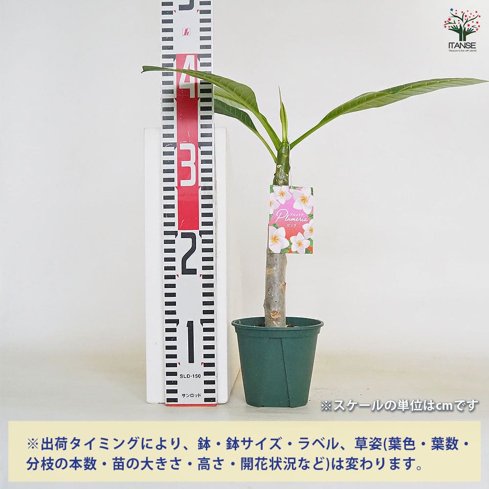 プルメリア実生苗(接木用) プルメリア実生苗(接木用)