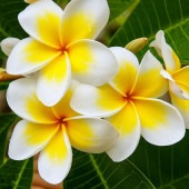 プルメリア苗木 イエロー 【花木苗 3.5号】|植木・花木