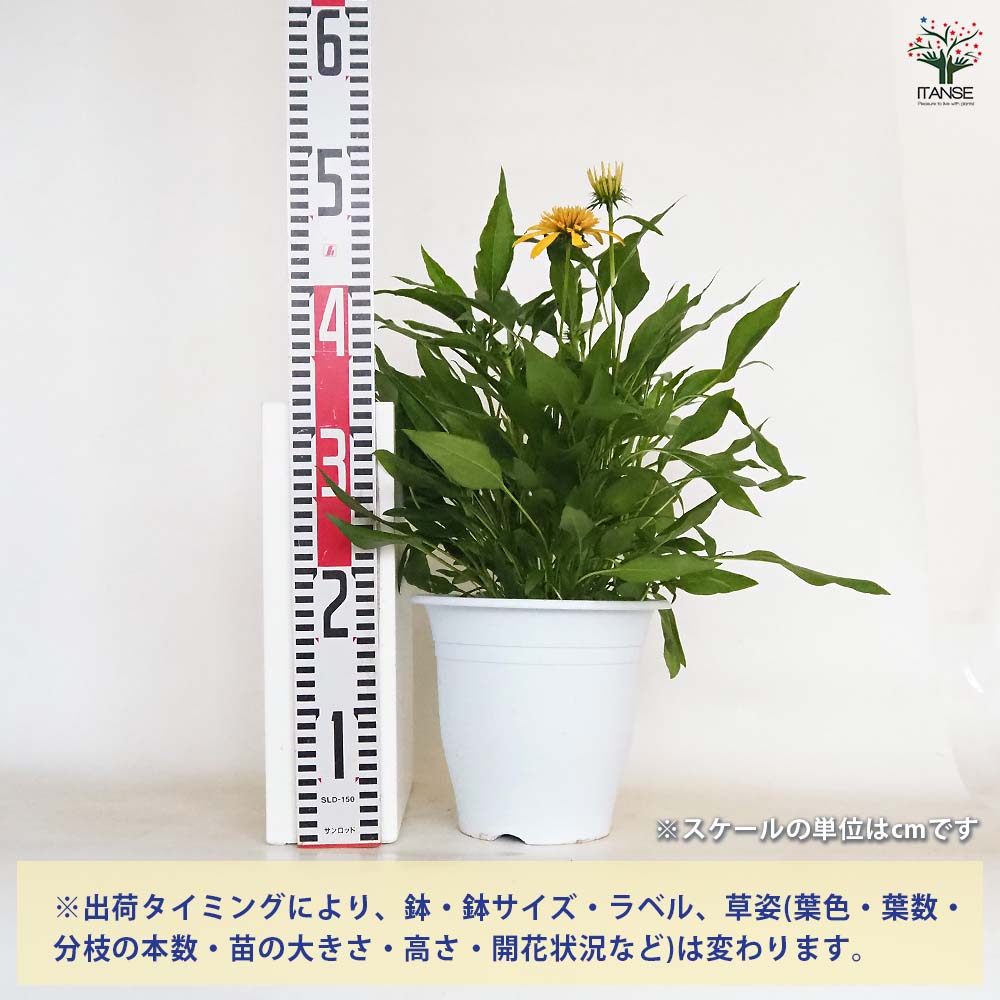 エキナセア 品種MIX見計らい 【花木苗 6号】｜ 【植物の