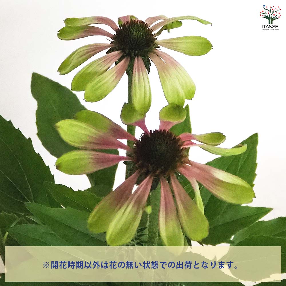 エキナセア苗4品種 flower-net_z240110004
