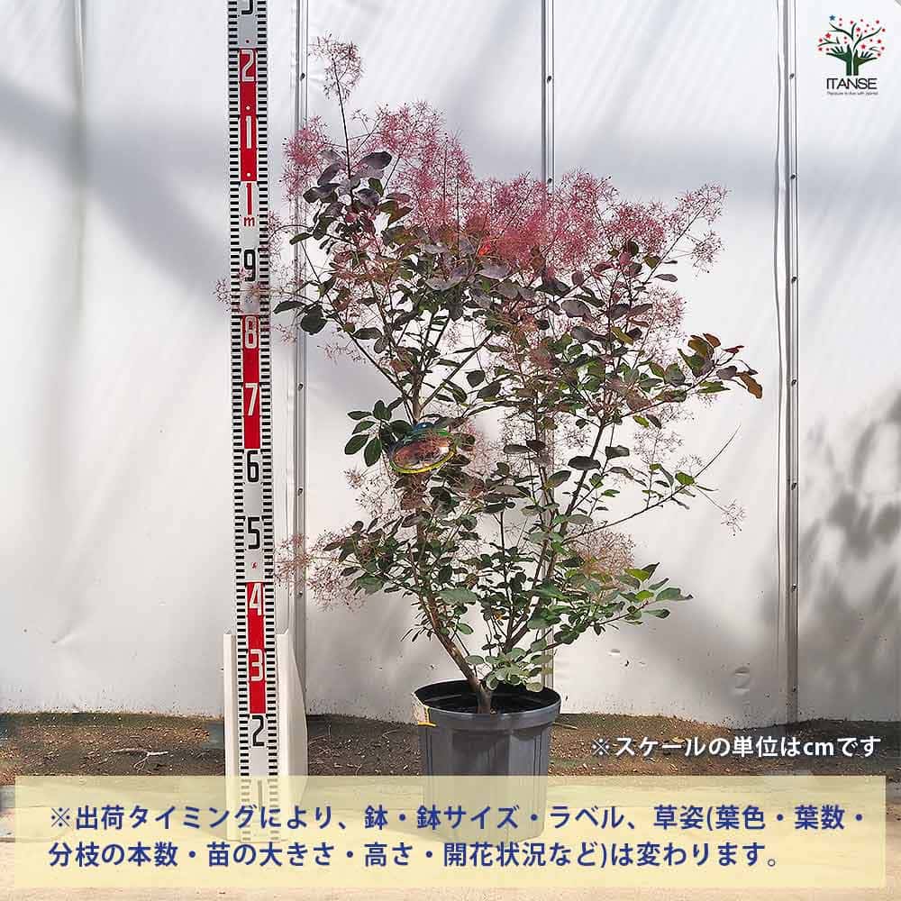 スモークツリー ダスキーメイデン 【花木苗 8号／1個売り