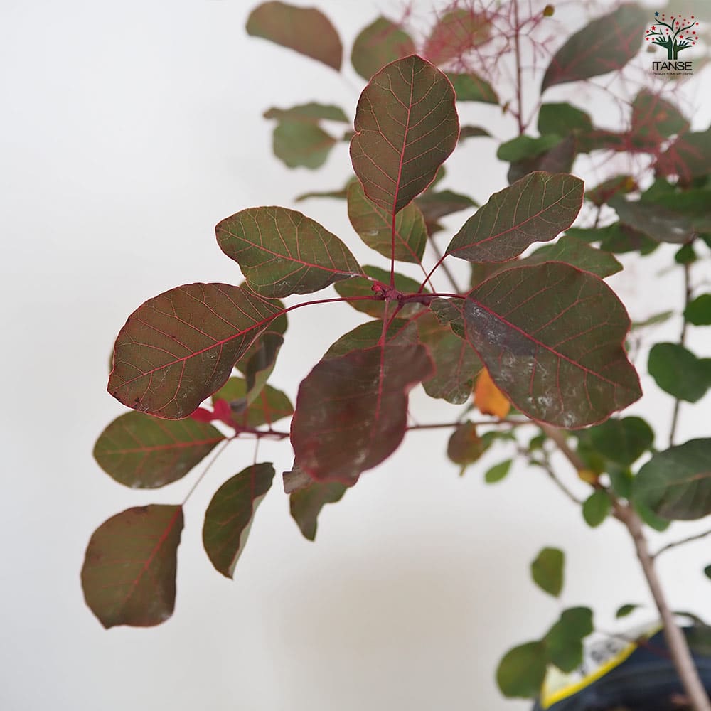 スモークツリー ダスキーメイデン 【花木苗 8号／1個売り】｜ 【植物の