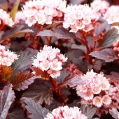 アメリカテマリシモツケ リトルジョーカー 【花木苗 5号／1個売り】|植木・花木
