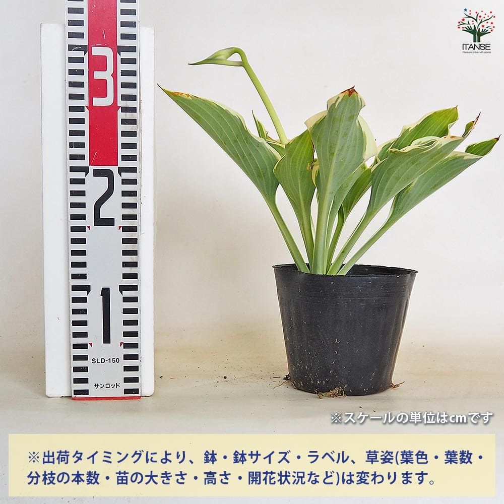 ホスタ(ギボウシ) 寒河江(サガエ) 【花木苗 4.5号／1個売り】｜ 【植物