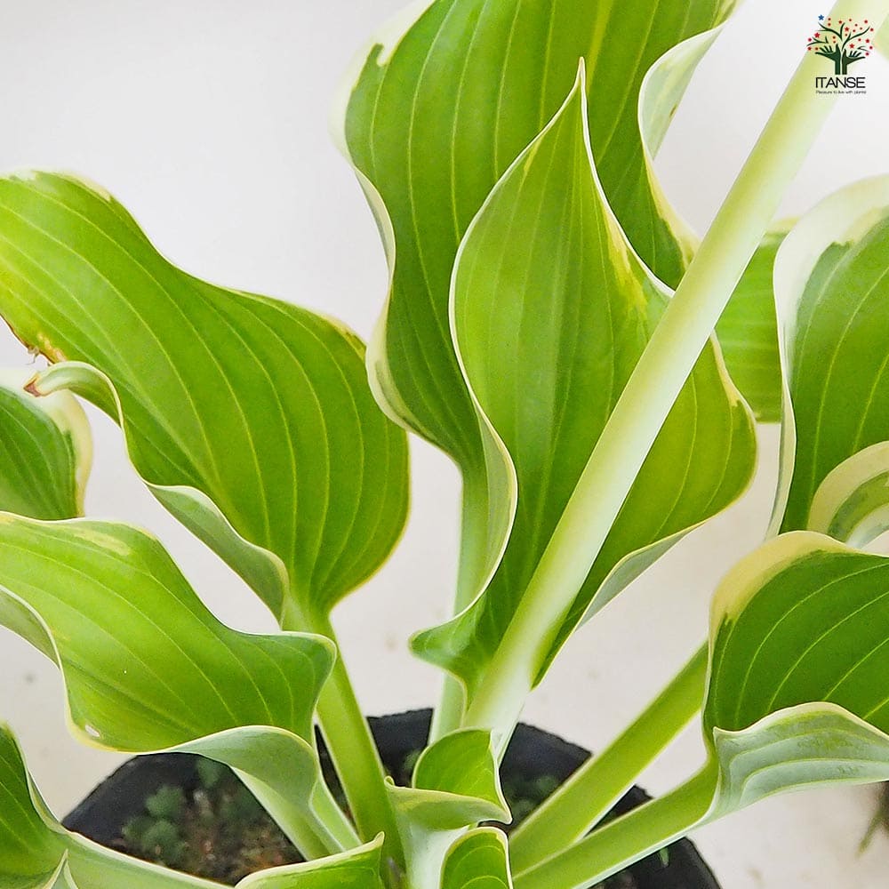 ホスタ(ギボウシ) 寒河江(サガエ) 【花木苗 4.5号／1個売り】｜ 【植物