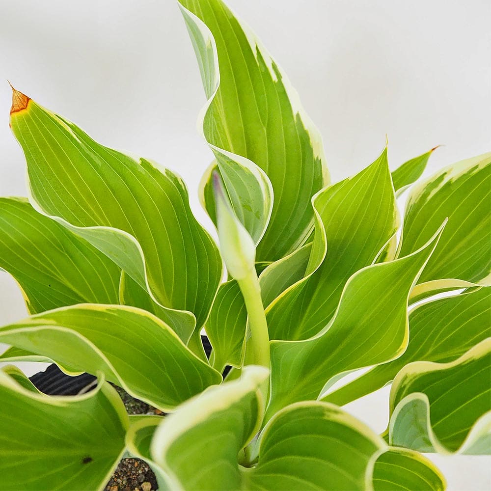 ホスタ(ギボウシ) 寒河江(サガエ) 【花木苗 4.5号／1個売り】