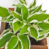 ホスタ(ギボウシ) パトリオット 【花木苗 4.5号／1個売り】|植木・花木