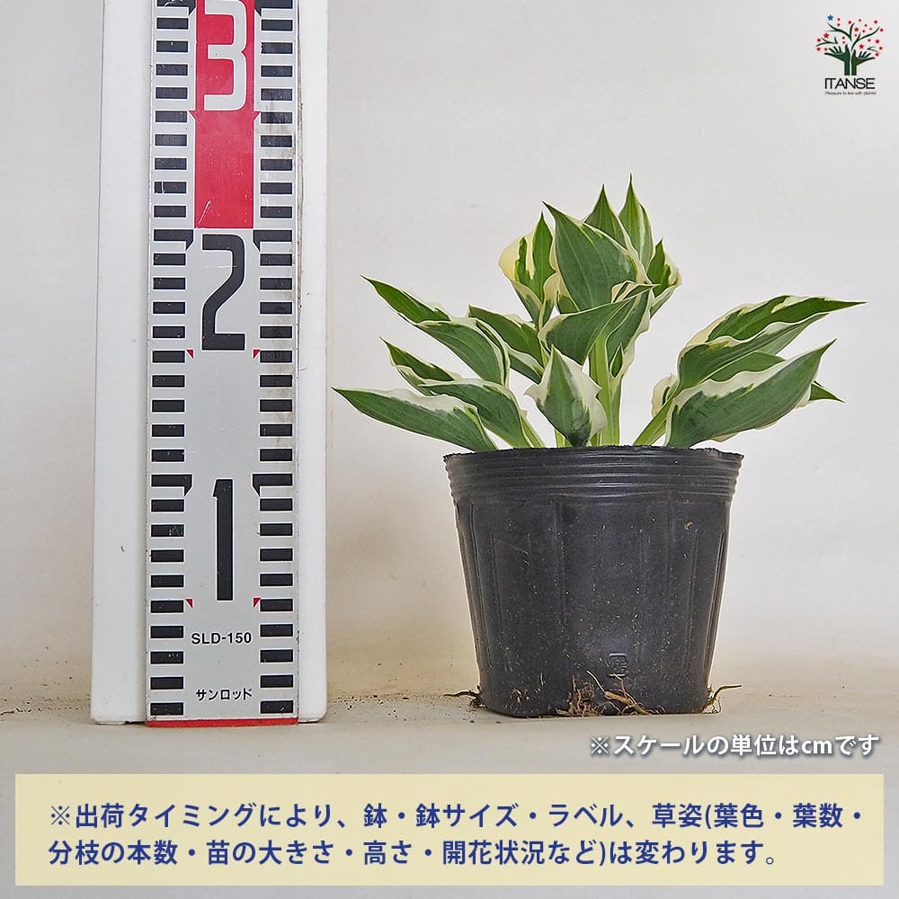 ホスタ(ギボウシ) パトリオット 【花木苗 4.5号／1個売り】｜ 【植物の