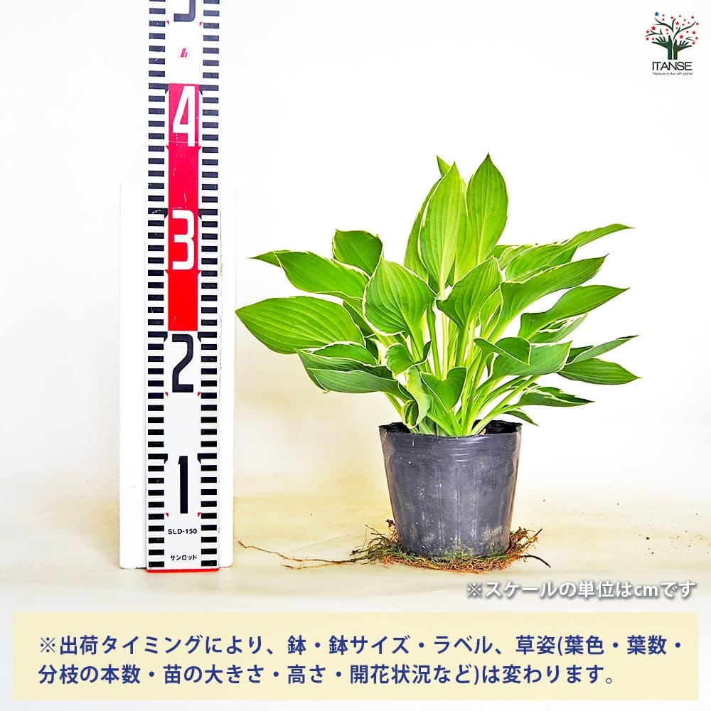 ホスタ(ギボウシ) フランシー 【花木苗 4.5号／1個売り】｜ 【植物の
