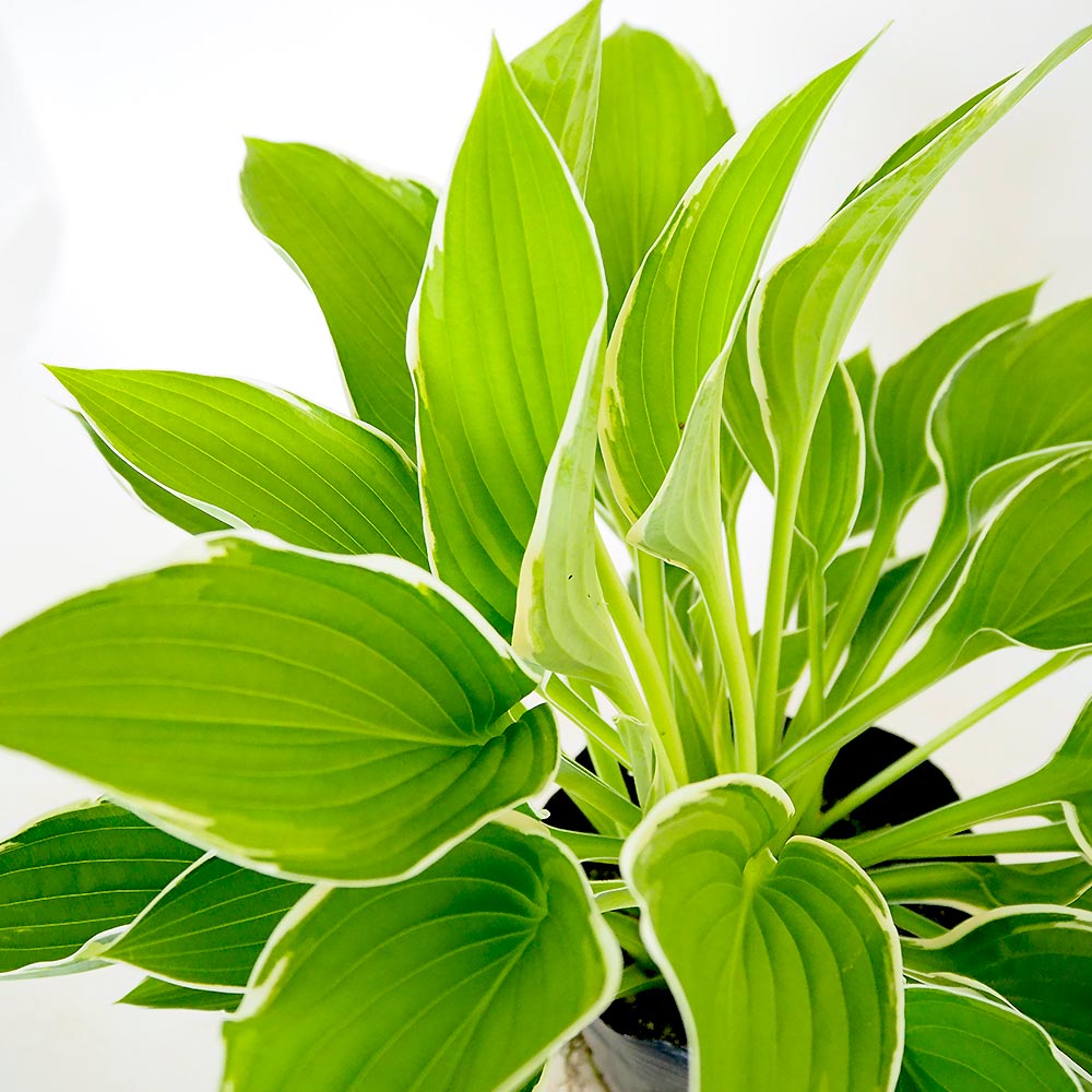 ホスタ(ギボウシ) フランシー 【花木苗 4.5号／1個売り】