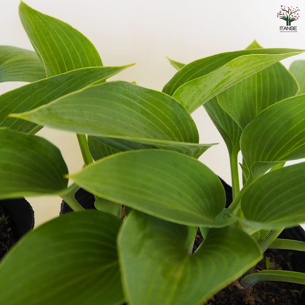 ホスタ(ギボウシ) ハルシオン 【花木苗 4.5号／1個売り】｜ 【植物の