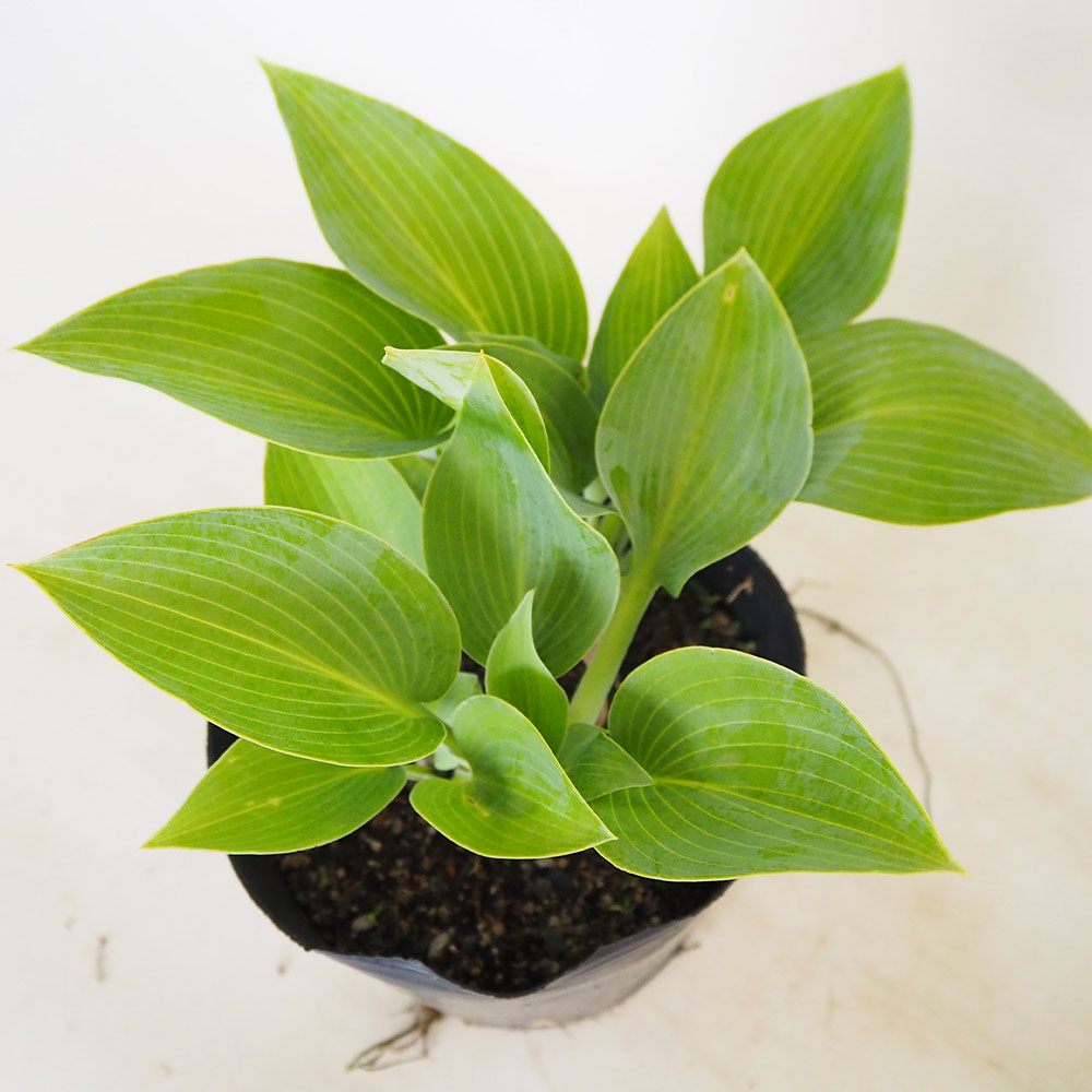 ホスタ　ギボウシ　エメラルドセプター　抜き苗④ 楽天市場】ギボウシ（ホスタ）'エメラルド セプター' : おぎはら