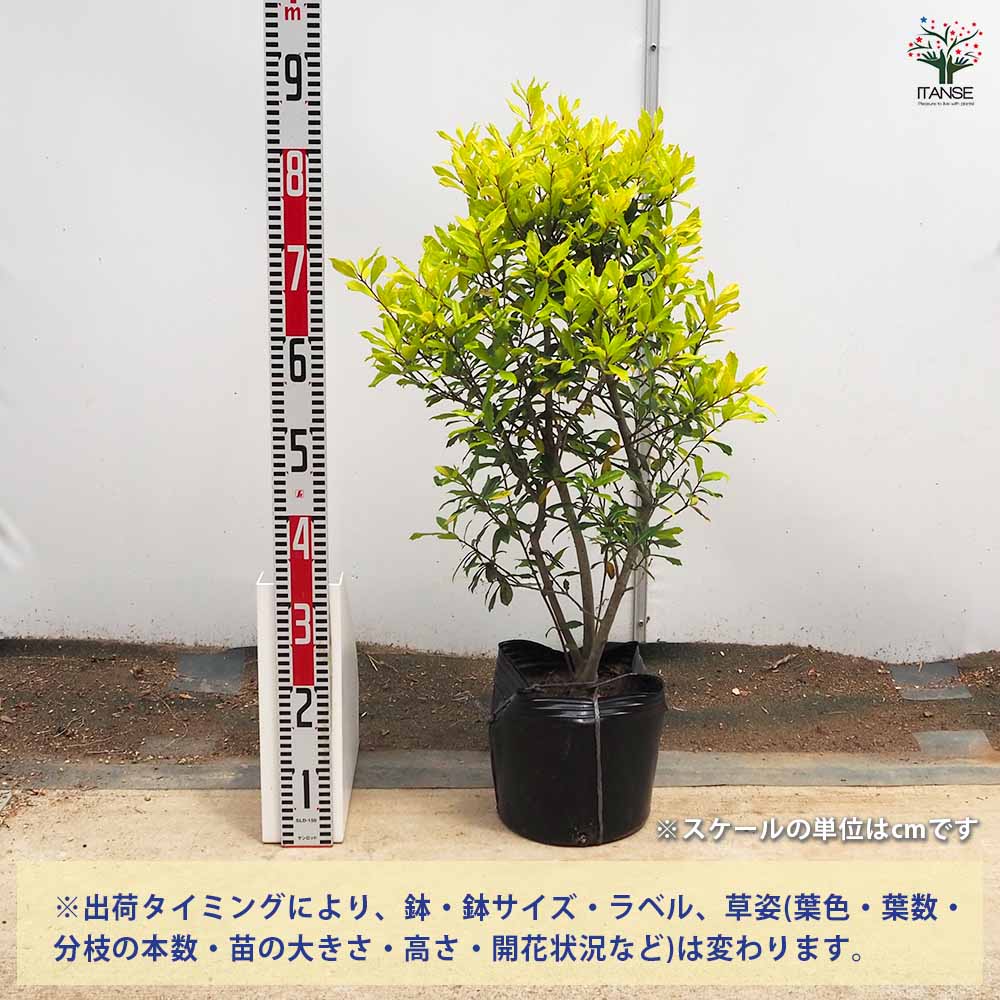 西洋ヒイラギ サニーフォスター 【花木苗 7号／1個売り】｜ 【植物の