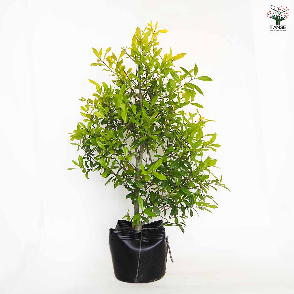 西洋ヒイラギ サニーフォスター 【花木苗 7号／1個売り】｜ 【植物の