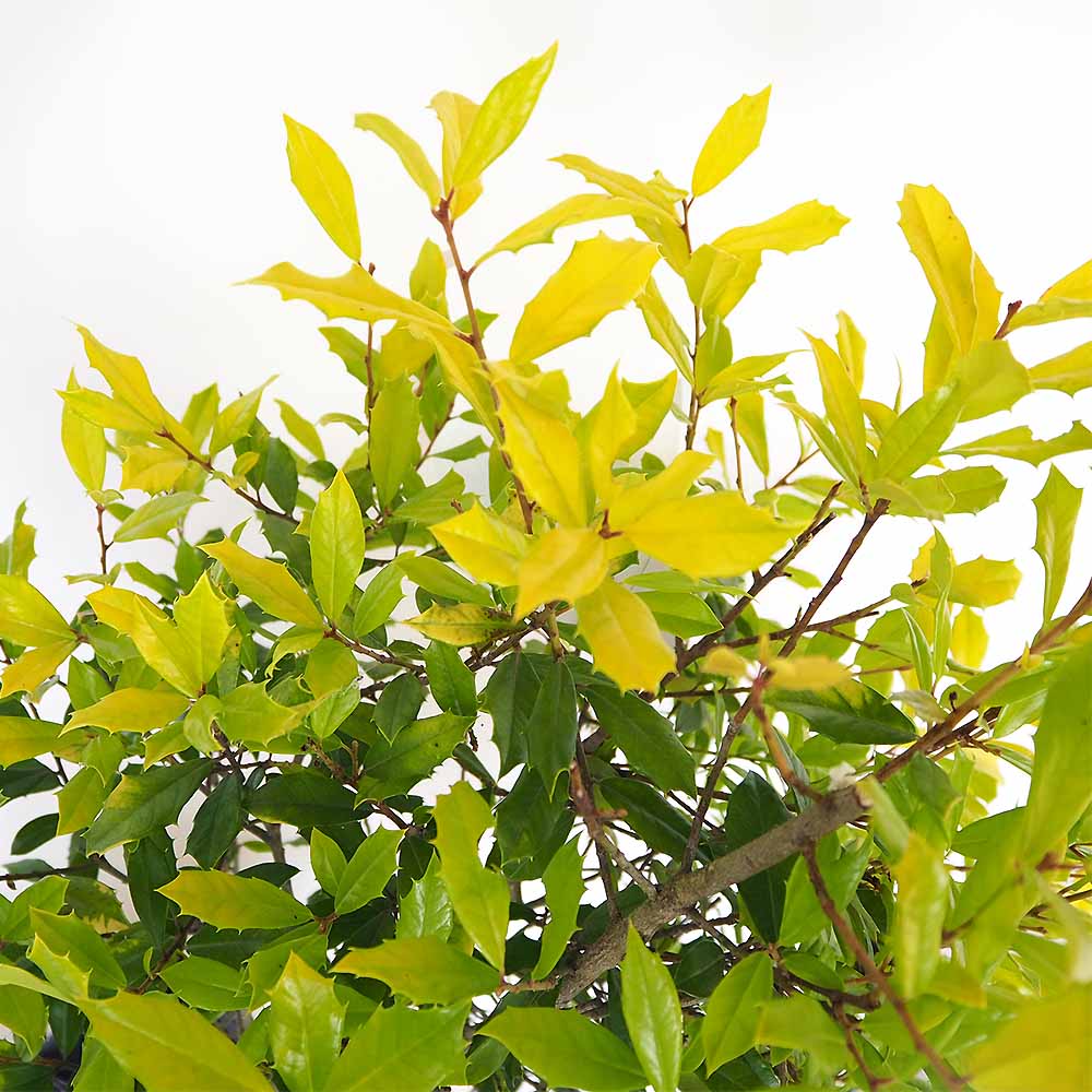 西洋ヒイラギ サニーフォスター 【花木苗 7号／1個売り】