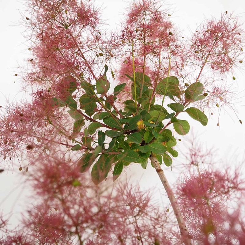 スモークツリー ダスキーメイデン 【花木苗 8号／1個売り