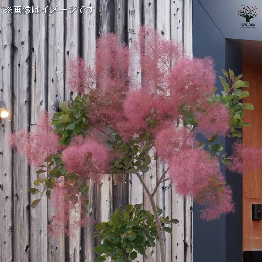 スモークツリー レッド 【花木苗 7号／1個売り】｜ 【植物の