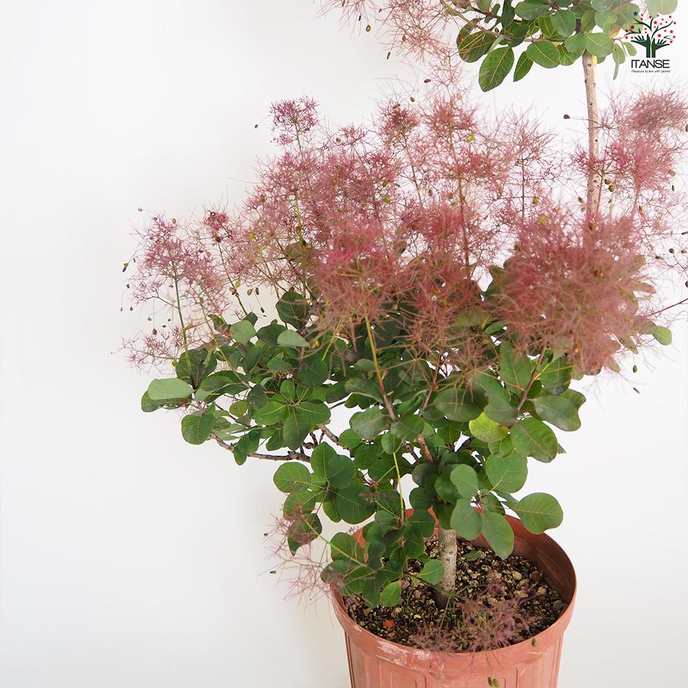 SR1スモークツリー赤花接木高さ90cm6号鉢物大苗マロンレッド SR1スモークツリー赤花接木高さ90cm6号鉢物大苗マロンレッド