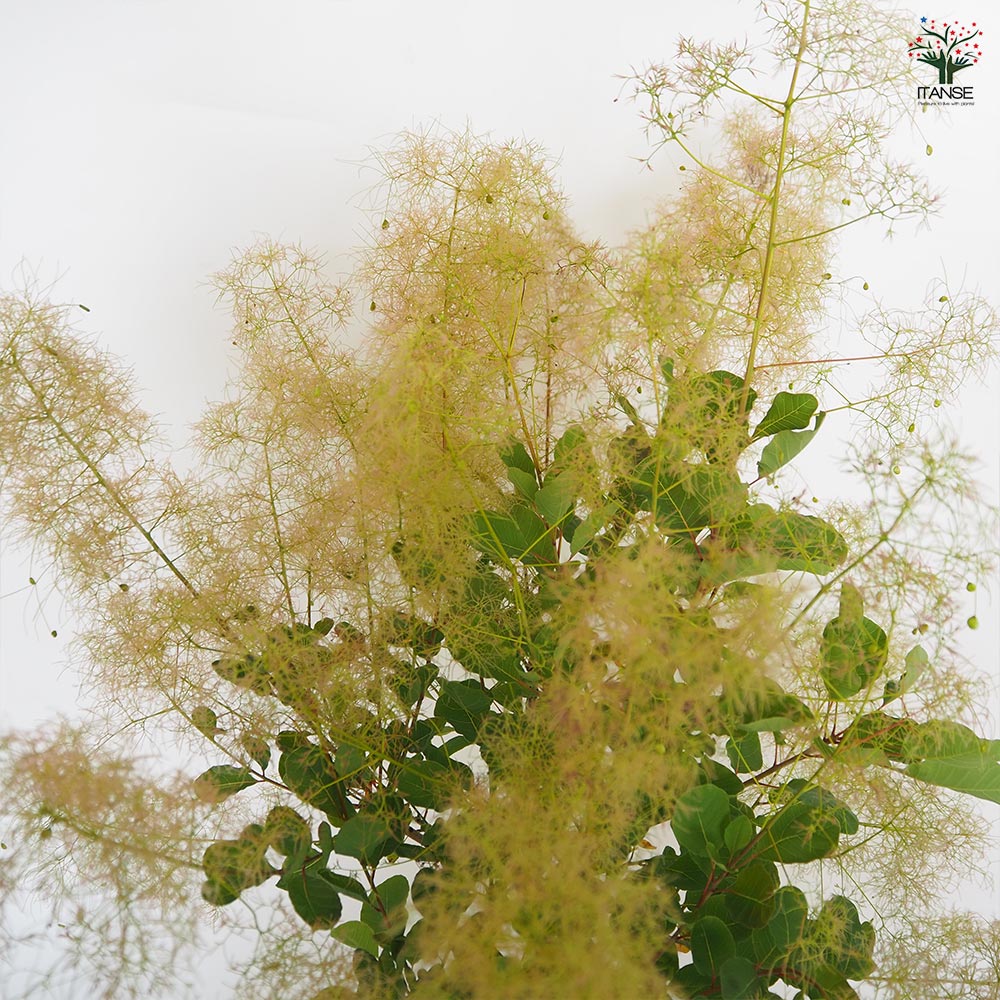 スモークツリー ピンクエンジェル 【花木苗 7号／1個売り】｜ 【植物の
