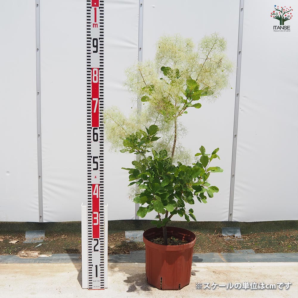 園芸ネット本店｜スモークツリー：ピンクエンジェル4.5-5号ポット の