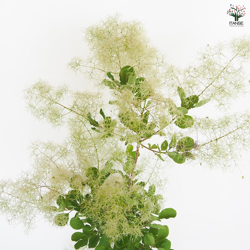 スモークツリー ピンクパール 【花木苗 7号／1個売り】｜ 【植物の