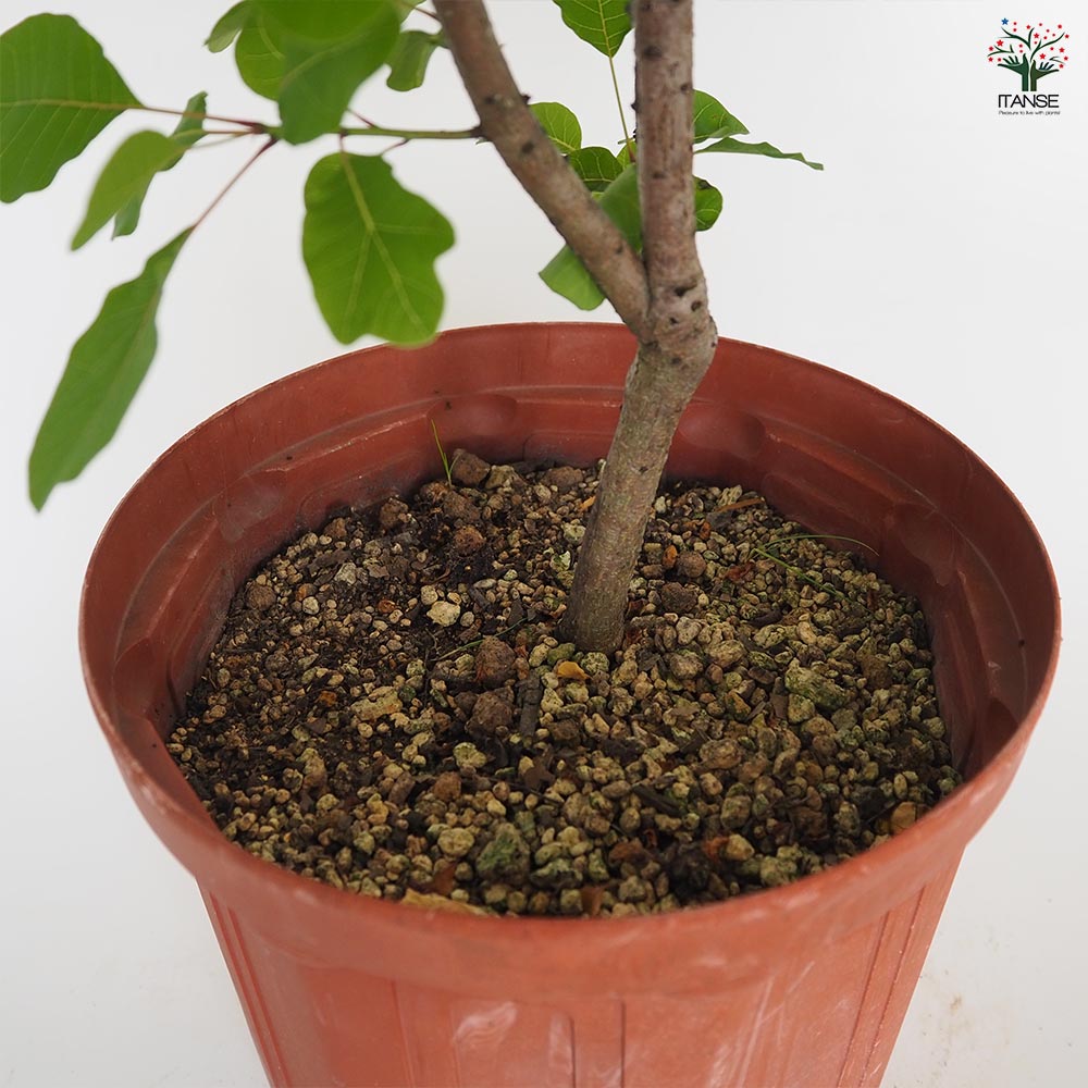 スモークツリー ピンクパール 【花木苗 7号／1個売り】｜ 【植物