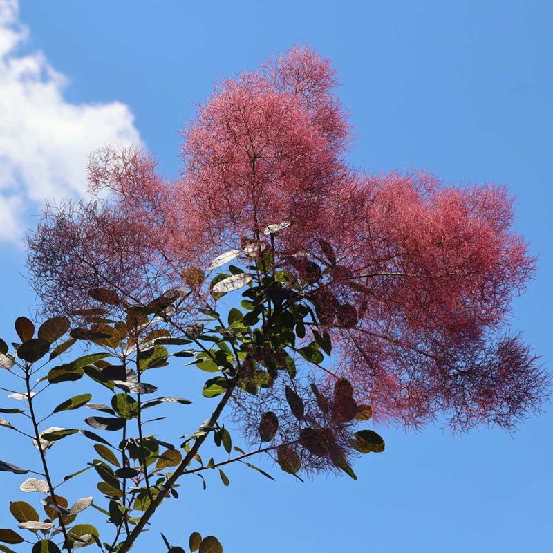 スモークツリー グレース 【花木苗 6号／1個売り】｜ 【植物の