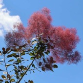 スモークツリー グレース 【花木苗 7号／1個売り】|植木・花木