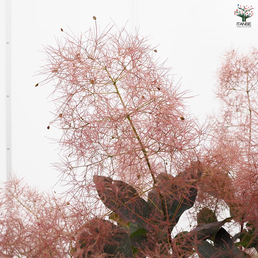 スモークツリー グレース 【花木苗 7号／1個売り】｜ 【植物の