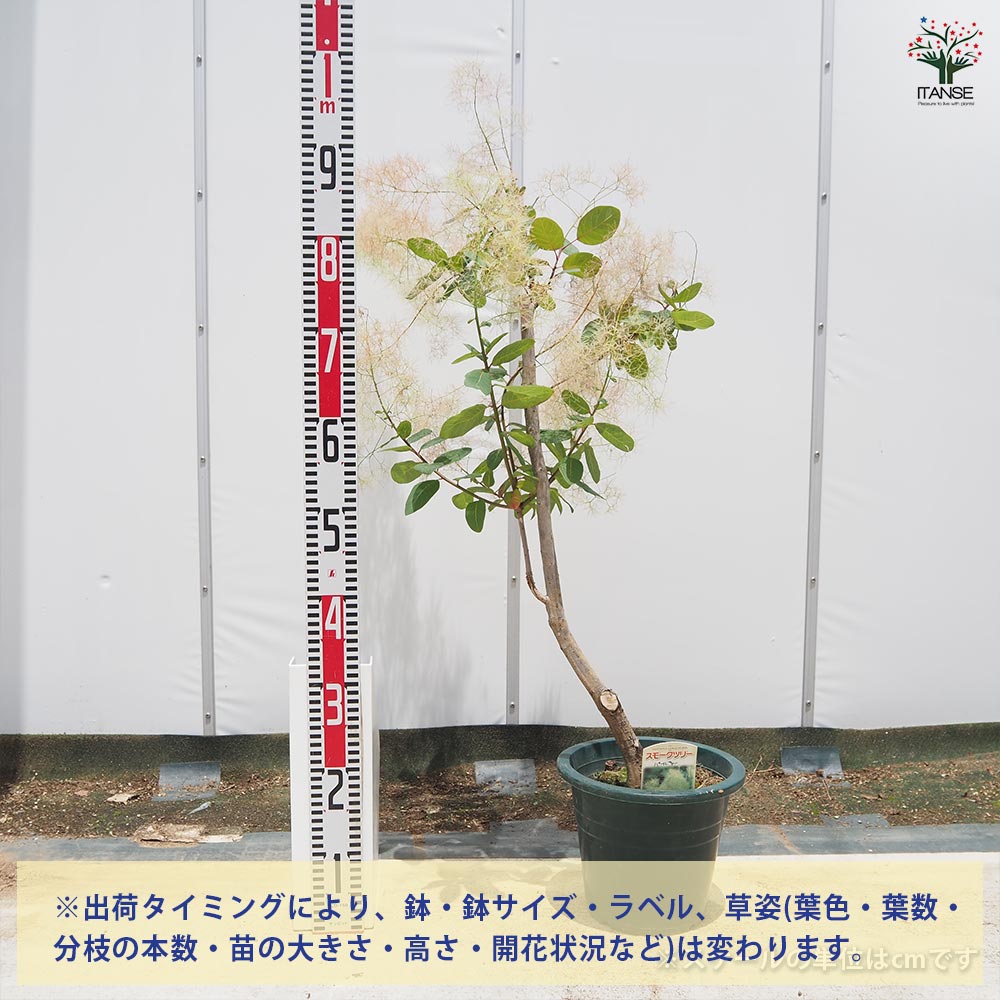 スモークツリー パールファー 【花木苗 7号／1個売り】｜ 【植物の
