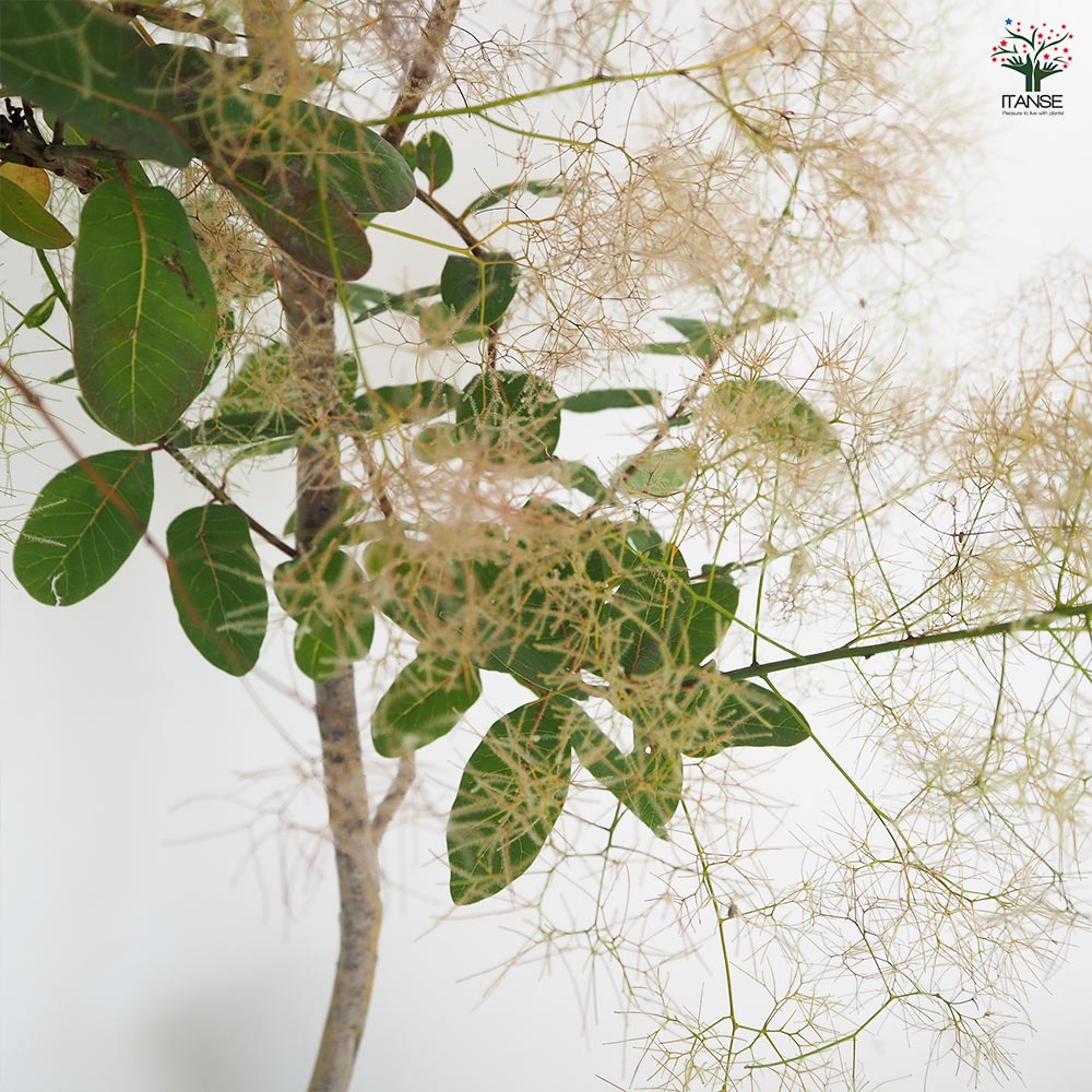 スモークツリー パールファー 【花木苗 7号／1個売り】｜ 【植物の