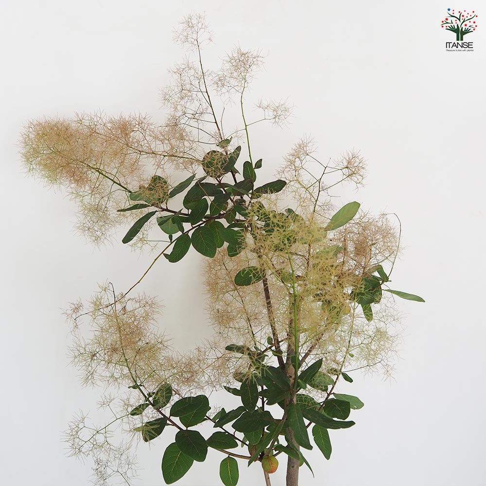 スモークツリー パールファー 【花木苗 7号／1個売り】｜ 【植物の