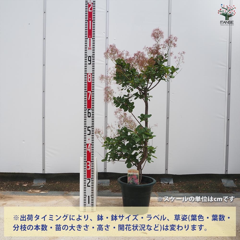 スモークツリー ルビーハート 【花木苗 7号／1個売り】｜ 【植物