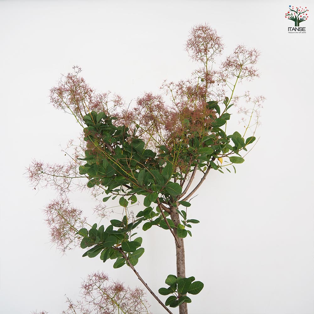スモークツリー ルビーハート 【花木苗 7号／1個売り】｜ 【植物の