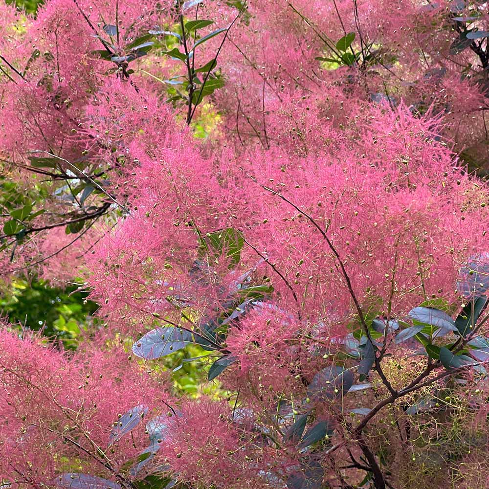 スモークツリー ルビーハート 【花木苗 7号／1個売り】｜ 【植物の