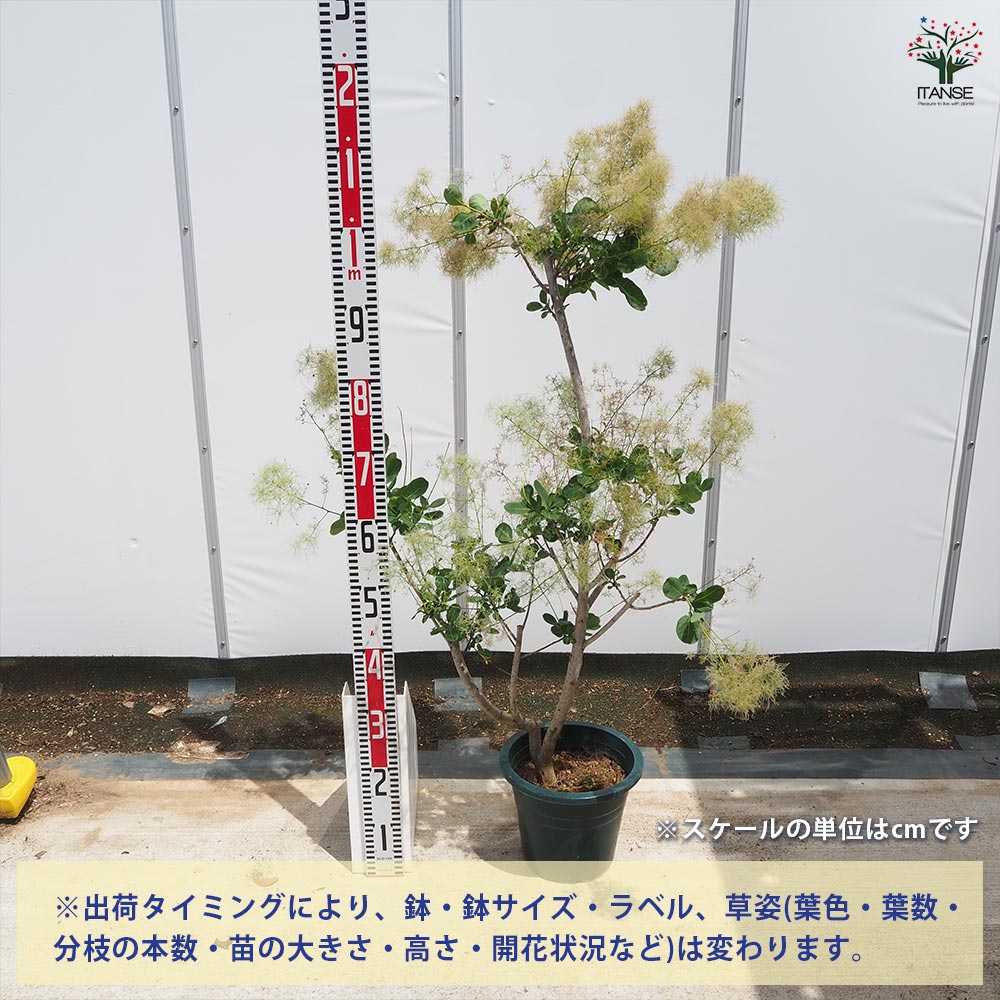 スモークツリー グリーンボール 【花木苗 7号／1個売り