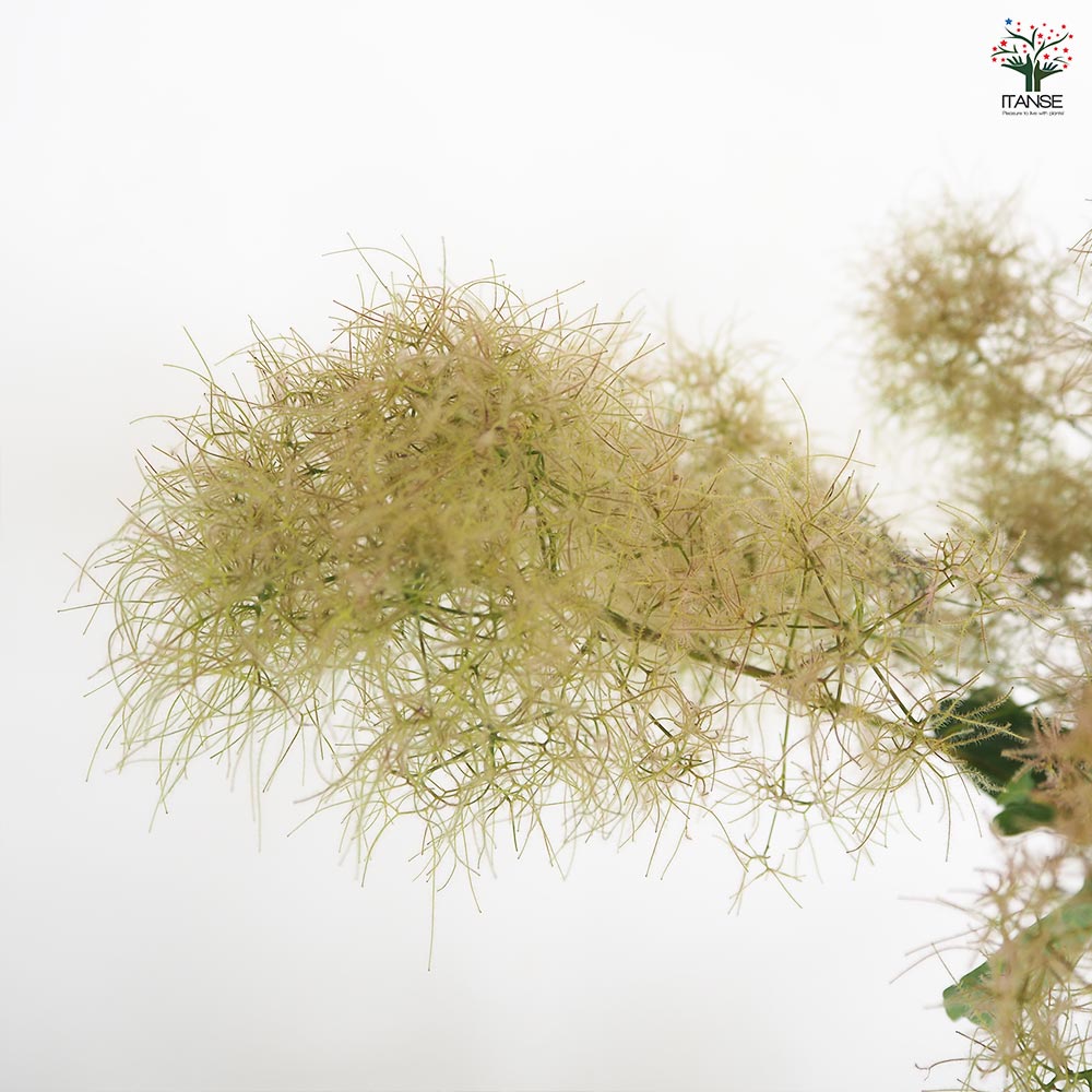 スモークツリー グリーンボール 【花木苗 7号／1個売り】｜ 【植物の