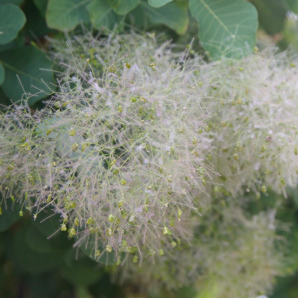 スモークツリー グリーンボール 【花木苗 7号／1個売り】｜ 【植物の