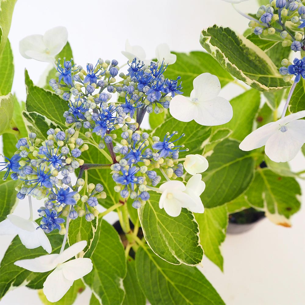 植栽用アジサイ12鉢セット　ハイドランジア　来年用 楽天市場】予約販売 アジサイ 龍鳳 9cmポット 登録品種