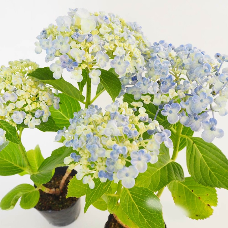 アジサイ／ハイドランジア｜【植物のITANSE】全品送料無料・即出荷!