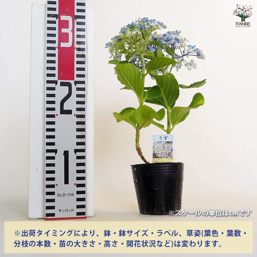 人気輸入アジサイ　挿し木苗 輸入アジサイ 挿し木苗｜Yahoo!フリマ（旧PayPayフリマ）