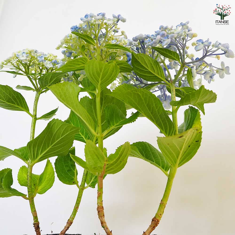 アジサイ うず 【花木苗 3号】｜ 【植物のITANSE】全品送料無料