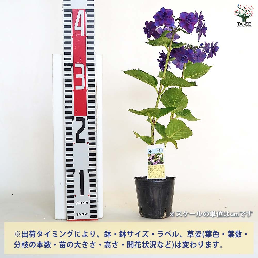 アジサイ 小町 【花木苗 3号】｜ 【植物のITANSE】全品送料無料