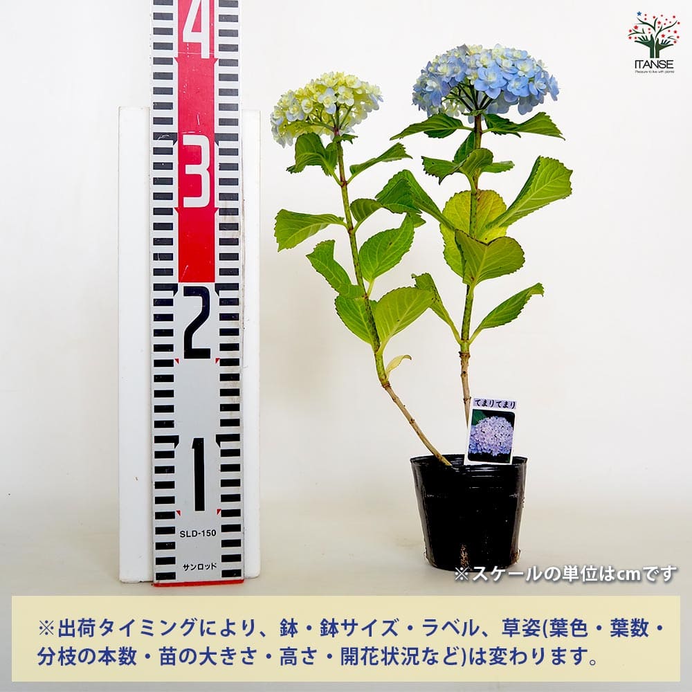アジサイ てまりてまり 【花木苗 3号】｜ 【植物のITANSE】全品