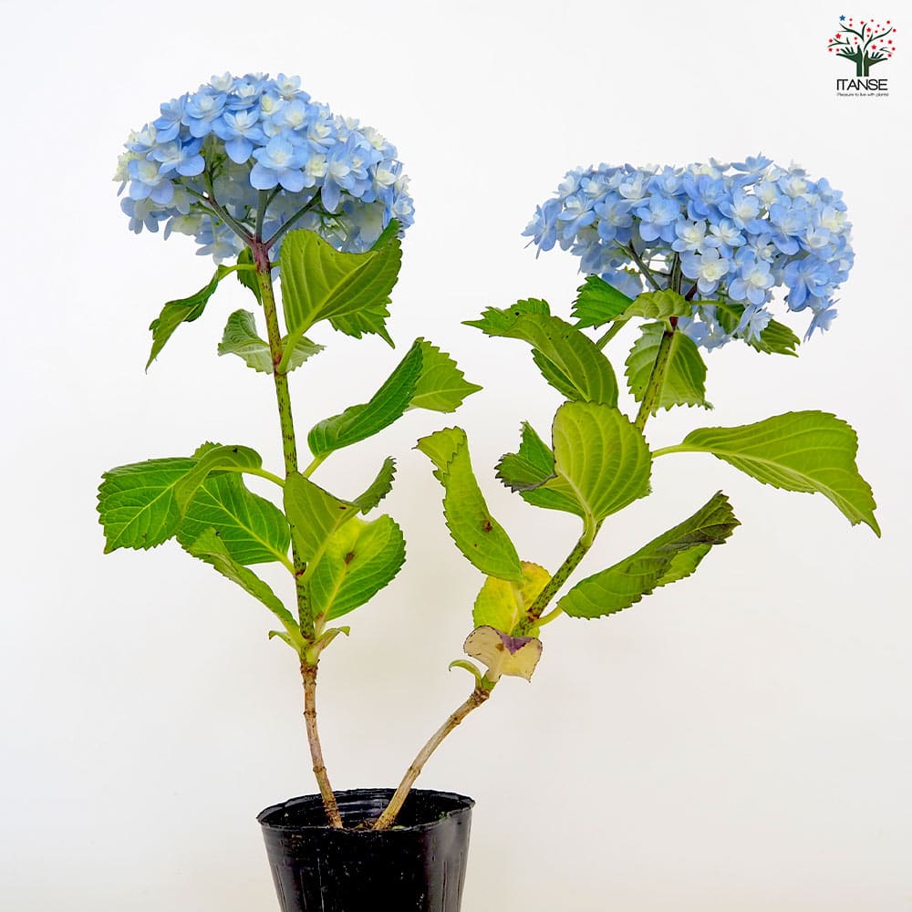 アジサイ てまりてまり 【花木苗 3号】｜ 【植物のITANSE】全品