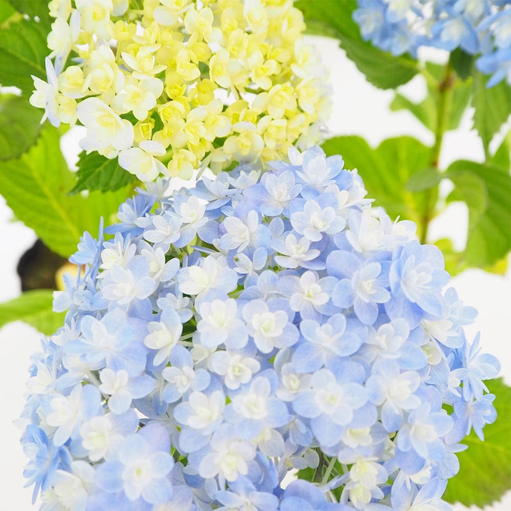 アジサイ　開花株　大株　てまりてまり 園芸ネット本店｜アジサイ：てまりてまり3.5号ポット の通販【公式】