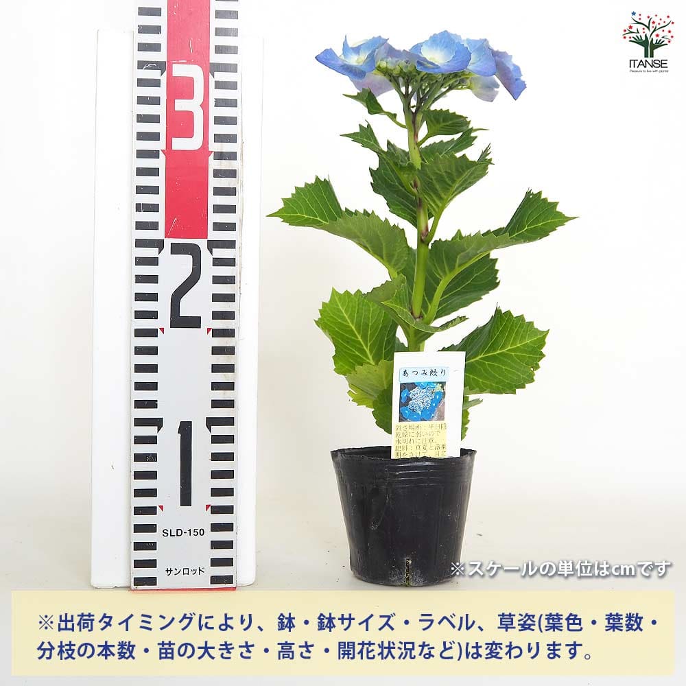 アジサイ あつみ絞り 【花木苗 3号】｜ 【植物のITANSE
