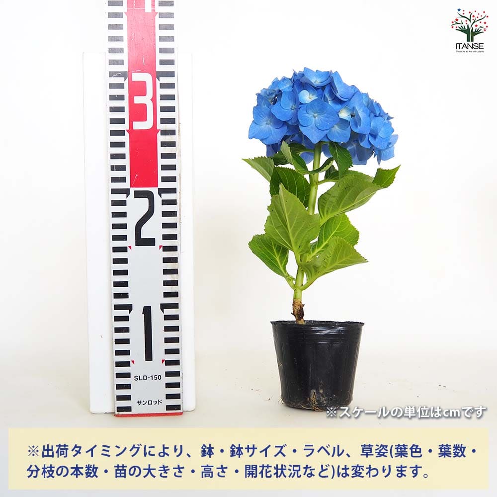 紫陽花苗　色々　１ポット アジサイ ブルーレイン 【花木苗 3号】｜ 【植物のITANSE】全品