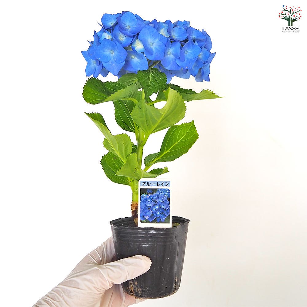 アジサイ ブルーレイン 【花木苗 3号】｜ 【植物のITANSE】全品